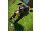 Pepper, Labrador Retriever For Adoption In Siler City, North Carolina