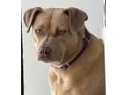 Shampers, American Pit Bull Terrier For Adoption In Berkeley, California