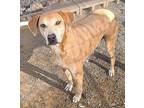 Bertho, Labrador Retriever For Adoption In Pahrump, Nevada