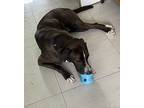 Rum, Labrador Retriever For Adoption In Miami, Florida