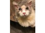 Adopt Andrew Prince a Domestic Long Hair, Norwegian Forest Cat