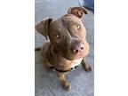 Jake, Labrador Retriever For Adoption In Berkeley, California