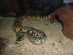 Ball Pythons (6), Snake For Adoption In Christmas, Florida