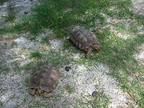Sulcata Tortoises-6, Tortoise For Adoption In Christmas, Florida