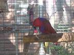 Many Birds For Adoption, Budgie For Adoption In Christmas, Florida
