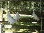 Pigeons :o), Pigeon For Adoption In Christmas, Florida