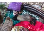Ferrets, Ferret For Adoption In Christmas, Florida