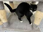 Lucy, Domestic Shorthair For Adoption In Fort Benton, Montana