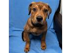 Adopt Mork a Rhodesian Ridgeback, Black Mouth Cur