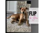 Adopt Flip a Terrier