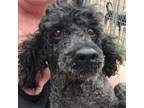 Adopt Beau a Poodle