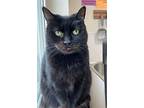 Buster (shy Black Kitty) - Adoption Sponsored, Domestic Shorthair For Adoption