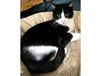 Baby, Domestic Shorthair For Adoption In Anaheim, California