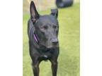 Ares, Labrador Retriever For Adoption In Ft. Pierce, Florida