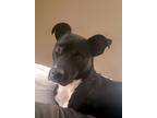 Lola, Patterdale Terrier (fell Terrier) For Adoption In Houston, Texas