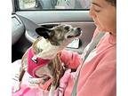 Ellie, Boston Terrier For Adoption In Westmont, Illinois