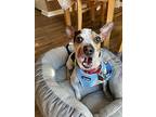Vino, Rat Terrier For Adoption In Mundelein, Illinois