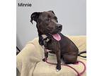 Minnie, Terrier (unknown Type, Medium) For Adoption In Mt Carmel, Illinois