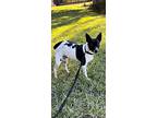 Charlotte Grace, Rat Terrier For Adoption In Weston, Florida