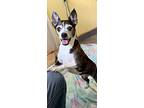 Mimi Rose, Boston Terrier For Adoption In Weston, Florida