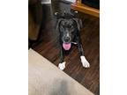 Maya, Terrier (unknown Type, Medium) For Adoption In Mt Carmel, Illinois