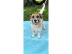 Socket, Jack Russell Terrier For Adoption In Weston, Florida