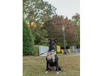 Tilly, Labrador Retriever For Adoption In Raleigh, North Carolina