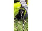 Sasha Mae, Labrador Retriever For Adoption In Weston, Florida