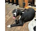 Megan, Labrador Retriever For Adoption In Incline Village, Nevada