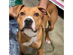 Adopt Red a Redbone Coonhound, Pit Bull Terrier