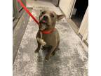 Adopt Rufus a Pit Bull Terrier, Cattle Dog