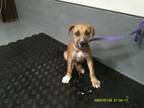Adopt Tate a Black Mouth Cur
