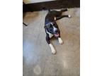 Adopt Buddha a Pit Bull Terrier