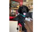 Adopt Luka a Labrador Retriever