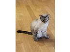 Otis, Siamese For Adoption In Santa Fe Springs, California