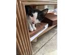 Adopt Turner a American Shorthair
