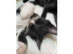 Adopt Walnut a American Shorthair