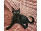 Adopt Buddy a American Shorthair