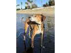 Kam (ga), Labrador Retriever For Adoption In Fremont, California