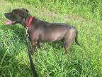 Russel-video Link, Labrador Retriever For Adoption In Supply, North Carolina