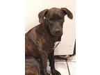 Colt, Labrador Retriever For Adoption In Riverview, Florida