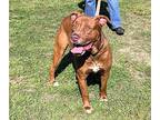 Lance, Labrador Retriever For Adoption In Ladson, South Carolina