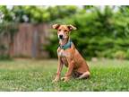 Venus, Doberman Pinscher For Adoption In Irvine, California