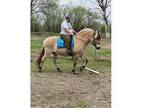 Reg. Fjord Gelding