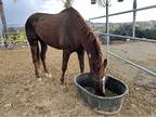 Quarter horse