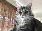 Silver Cream Purebred Maine Coon Baby Girl Calico