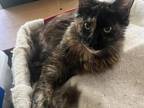 Fiona Pure Breed Maine Coon Girl