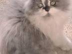 Cfa Registered Doll Face Persian