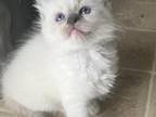 Ellie Kats Ravishing Ragdolls