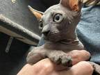 Kitty